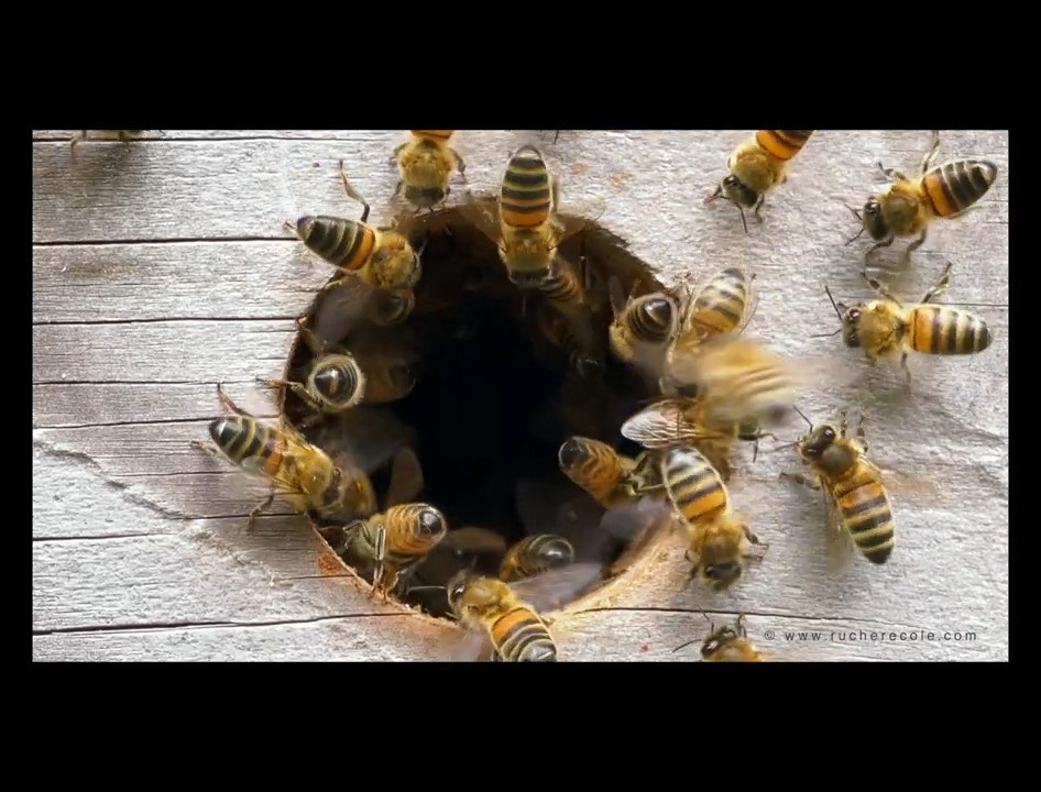 Bee detector Object Detection Model by firstws