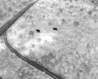 Animal Detection Thermal project thumbnail