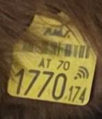 austrian-ear-tag-detection project thumbnail