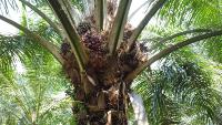 palm unique project thumbnail