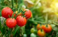 tomato project thumbnail
