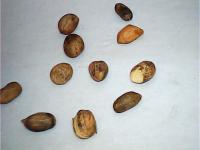 oilseeds project thumbnail