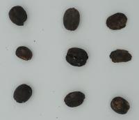 Dataset_Green_Coffee_Beans project thumbnail