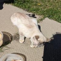 Stray Cats and Dogs Detection project thumbnail