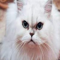 ekspresi-kucing project thumbnail