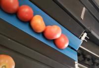 tomato project thumbnail