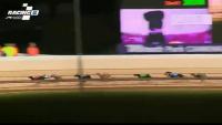 Racing dogs detection project thumbnail