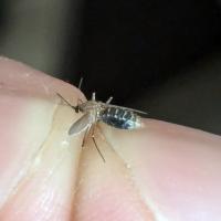 Mosquito Morphology IDs project thumbnail