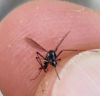 Mosquito Species ID project thumbnail