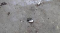 poultry project thumbnail