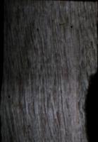 Wood Defect Detection project thumbnail