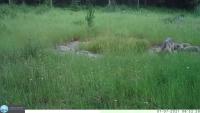 animal_detection project thumbnail