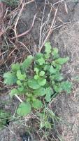 weeds and plants project thumbnail