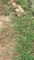 field 1 project thumbnail