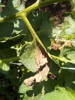 FieldPlant project thumbnail