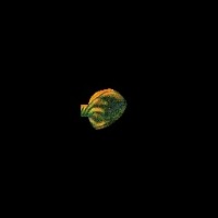 defi_organite_parapsilopsis project thumbnail