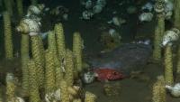 Sea Snails project thumbnail