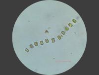 phytoplankton puget sound project thumbnail