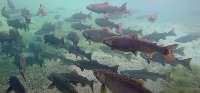 salmon project thumbnail