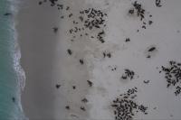 Zalophus and Callorhinus project thumbnail