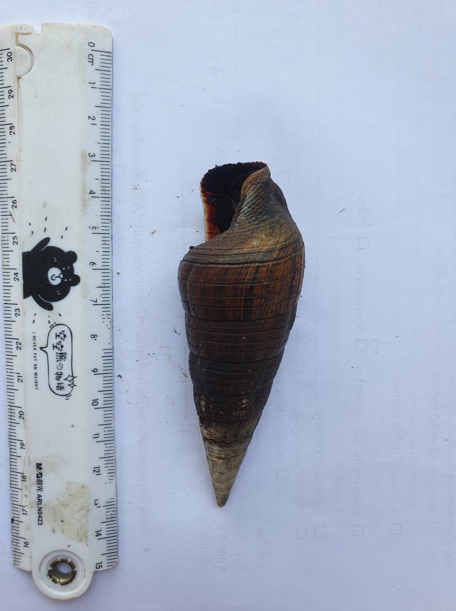 3d Found Object Using Shell Shell Object Detection Dataset by MMYT