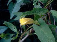 Camonea_umbellata project thumbnail