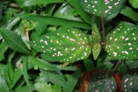 hypoestes_sanguinolenta project thumbnail