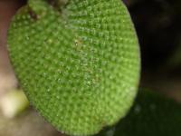 Salvinia_molesta project thumbnail