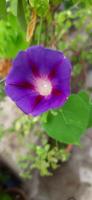 Ipomoea_purpurea project thumbnail