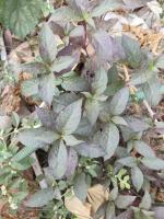 Alternanthera brasiliana project thumbnail