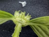 Spermacoce_latifolia project thumbnail