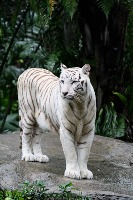 Tiger project thumbnail