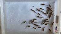 Fish 30/4,5 project thumbnail