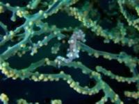 underwater-detection project thumbnail