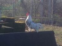 deteccion de gallinas project thumbnail