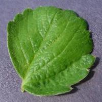 Plant Diseases Detection project thumbnail