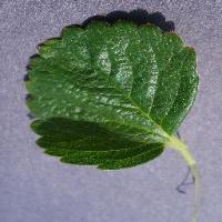 Strawberry_Detection project thumbnail