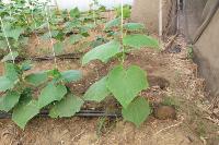 Cucumber_Growth_Stages 1 project thumbnail