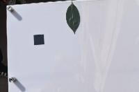 Leaf_Area_Segmentation project thumbnail