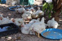 DetectChicken project thumbnail