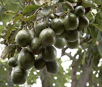 Avocado Classes project thumbnail