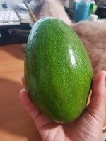 Class Avocado project thumbnail