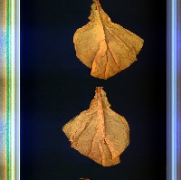 tobacco project thumbnail