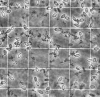 images_gris project thumbnail