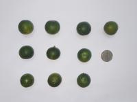 calamansi classification project thumbnail