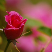 roses project thumbnail