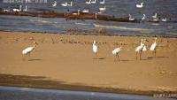 Birds Detect project thumbnail