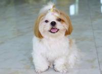 MyDog project thumbnail