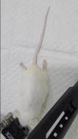 abdomen_tail project thumbnail