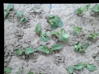 new mint weed project thumbnail